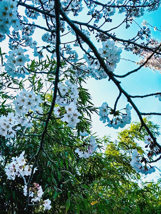 濰坊學院櫻花大道 | 另類賞櫻攻略