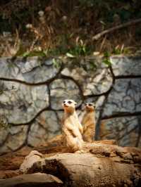 Zoo Walk | 唔好錯過雲南野生動物園嘅春天