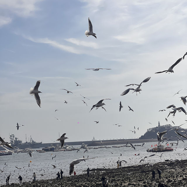 Seagulls and Sunset at Zhanqiao Pier 🧡 