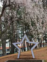 🌸济州島三無公園櫻花，簡直美到心巴上啦！🌸