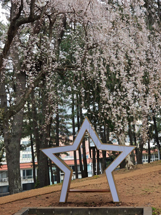🌸济州島三無公園櫻花，簡直美到心巴上啦！🌸
