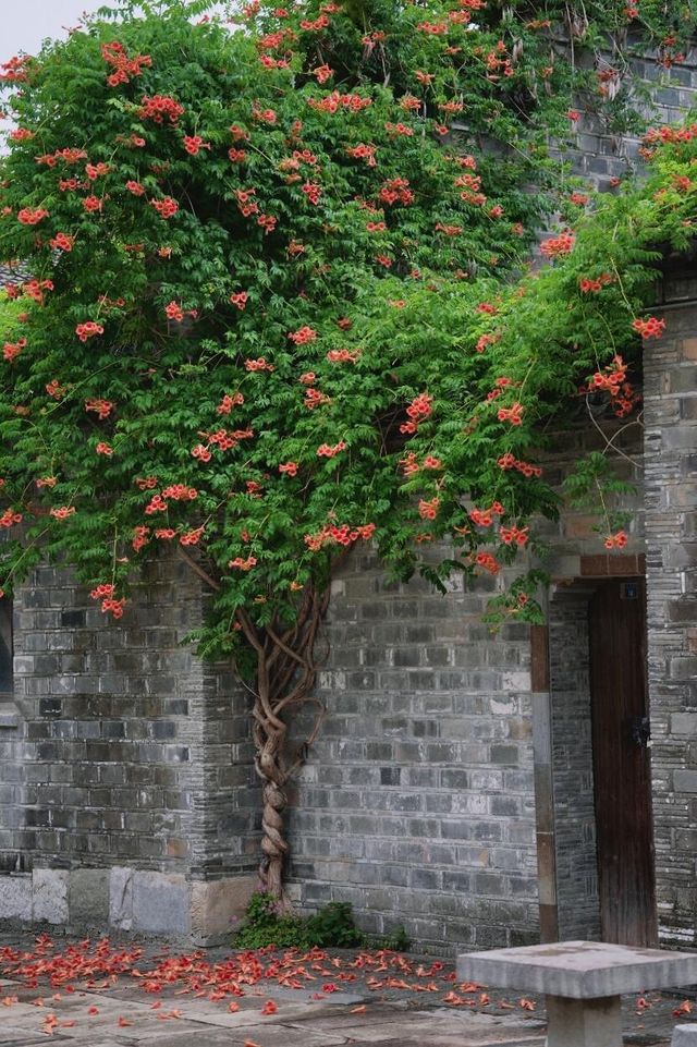 南京老門東｜清晨6點，凌霄花盛開的雨巷