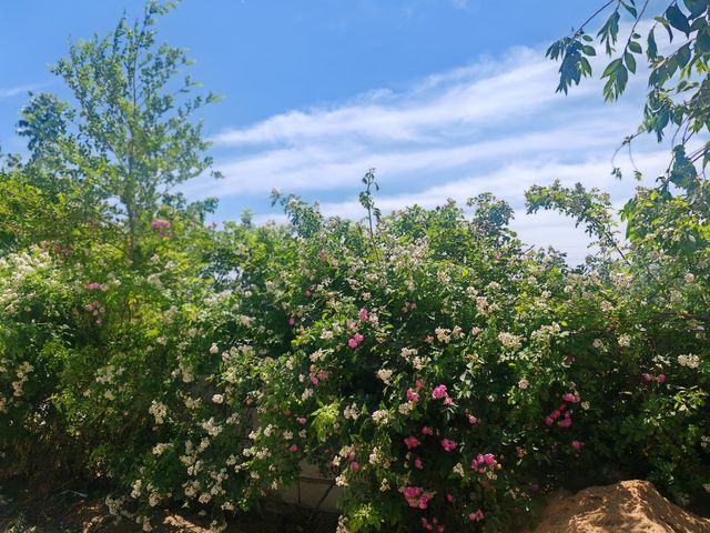 花築．今禧民宿—泰山腳下