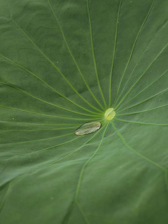 馬鳴村百畝荷塘｜夏天一齊嚟睇荷花啦~