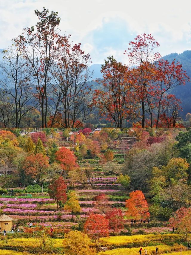 塔川森林公園，邂逅秋天的童話！