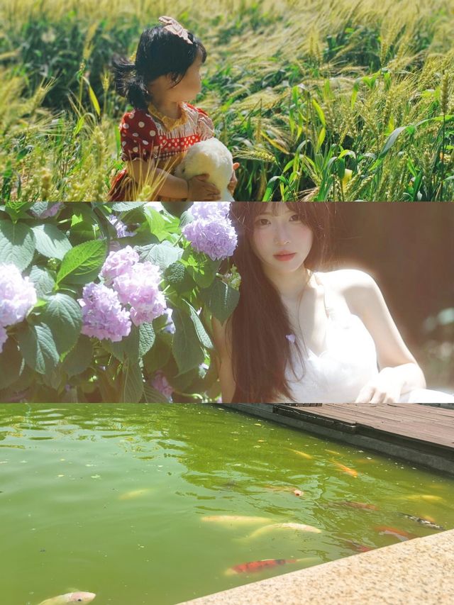 六月揚州太驚艷！被這片花海治癒到了