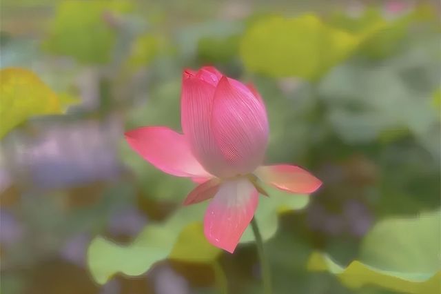 普洱夏日賞荷聖地，「荷」你浪漫相約！