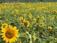 成都這片向日葵花海 直接把我美到語塞🌻