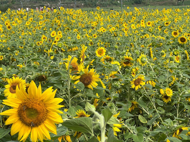 成都這片向日葵花海 直接把我美到語塞🌻