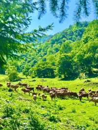 唔去新疆！陝西私藏咗個阿勒泰20℃夏天太正啦！