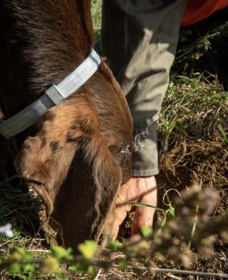 A super fun truffle festival that is no less interesting than Italy and Croatia
