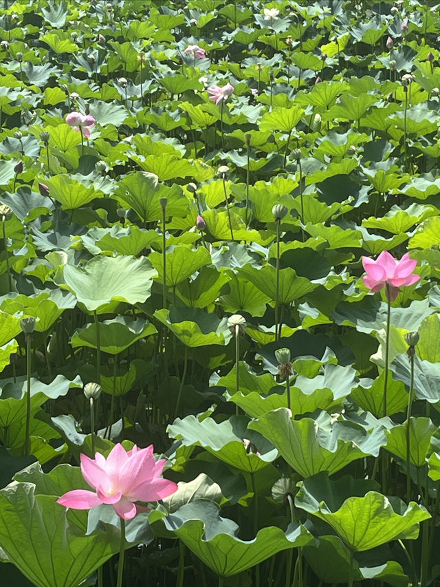 夏日賞荷，感受一份美好與寧靜