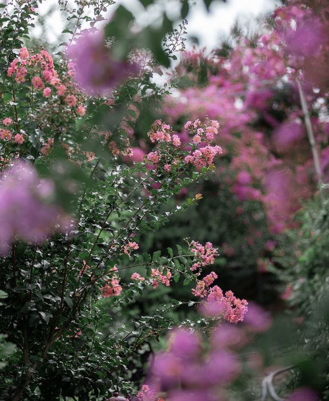 紫薇公園賞花全攻略