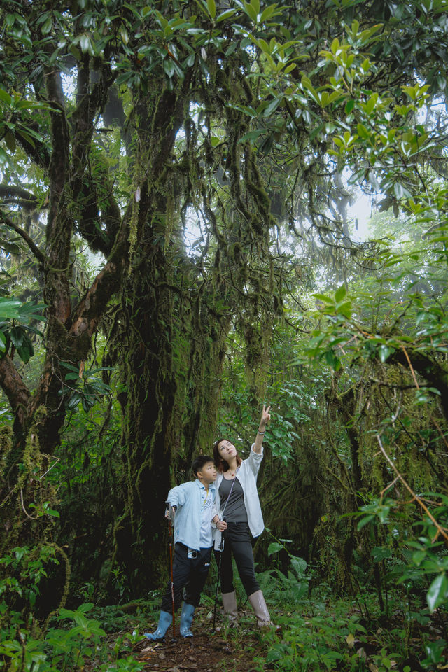 23℃毛毛球森林徒步避暑！拍出森系大片