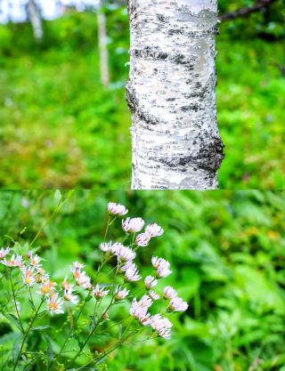 40℃의 폭염을 피해 떠나보세요! 21℃의 천연 산소 바 + 별이 빛나는 밤하늘 캠핑. 숨 막힐 듯 아름다운 여름 비밀 장소.