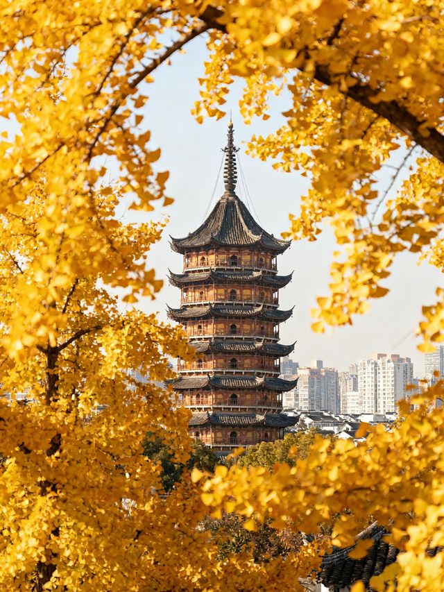 蘇州銀杏季保姆級攻略|在江南秋意裡,赴一場金黃之約 蘇州銀杏季保姆級攻略|在江南秋意裡,赴一場金黃之約
