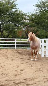 秋意漸濃的八幡平高原~