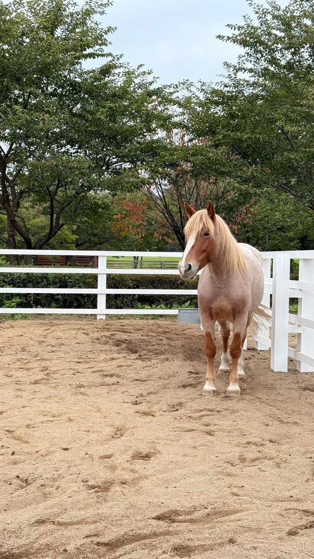 秋意漸濃的八幡平高原~ 秋意漸濃的八幡平高原~