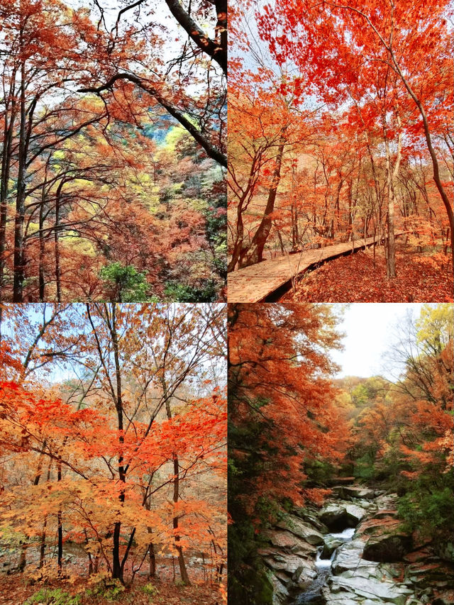 這片紅葉美到我不敢發朋友圈！ 怕被問瘋！