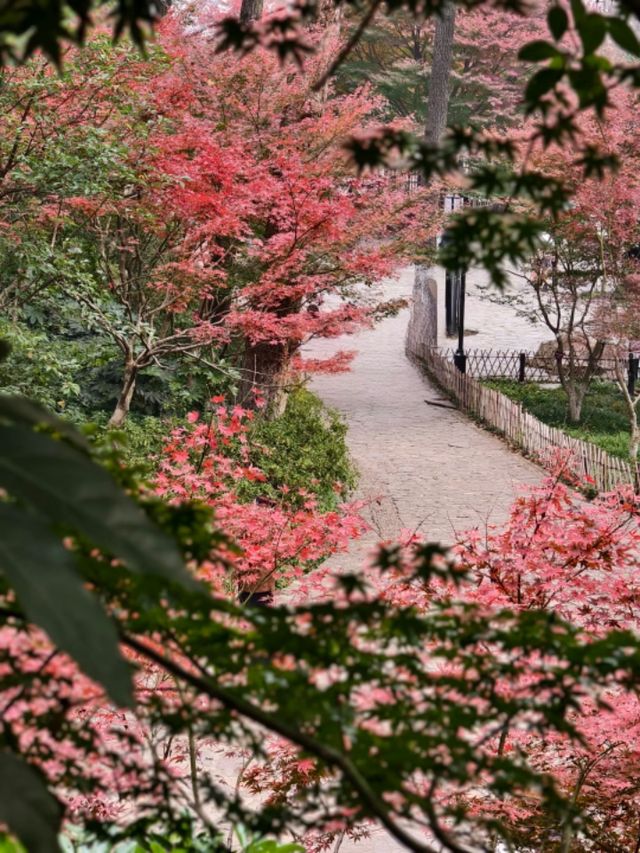 長沙｜總要去一次愛晚亭吧絕美紅葉勝地
