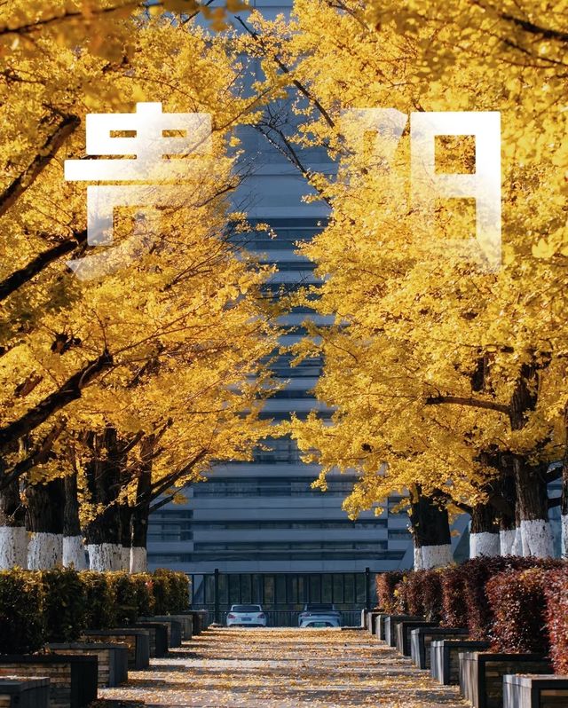 貴陽的銀杏路