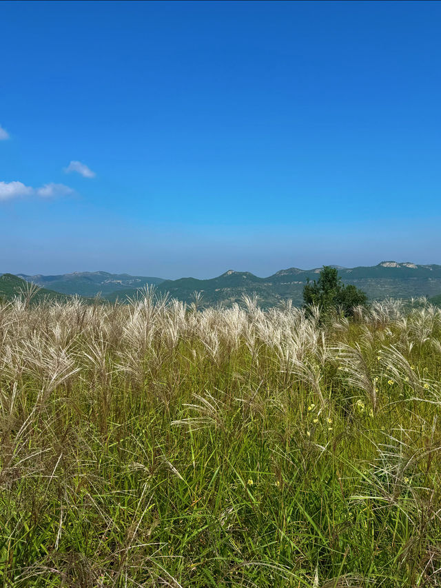 濟南丁子寨格桑花全攻略｜花海+日落的秋日浪漫範本