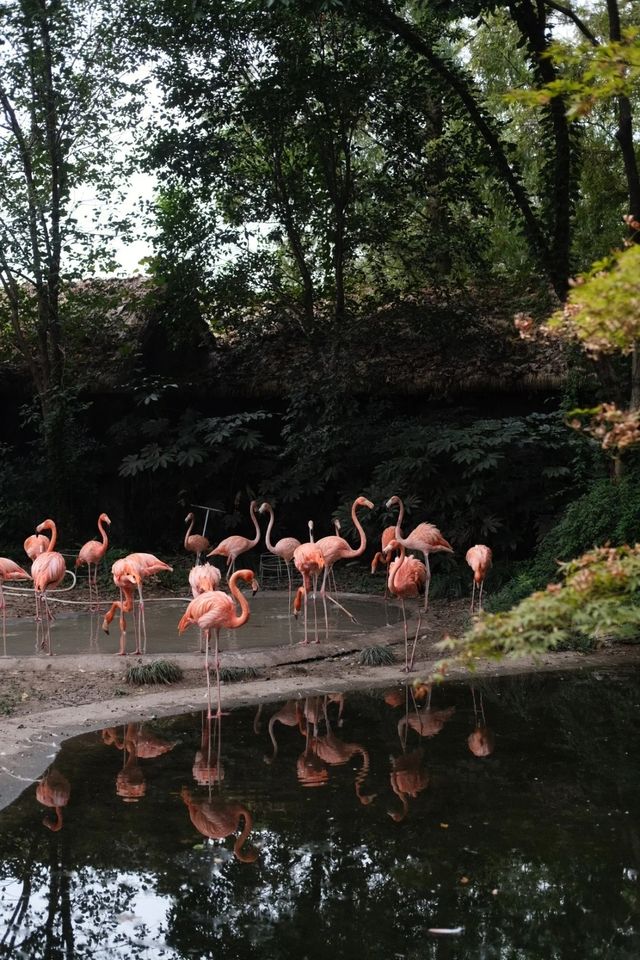 錯峰逛動物園太有感覺了
