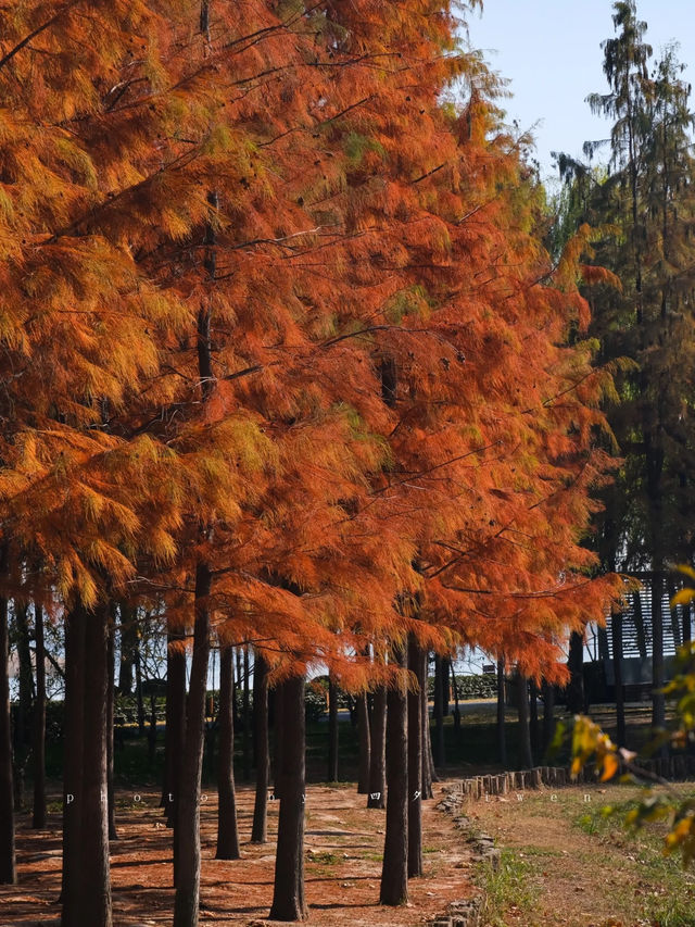 鄭州北龍湖紅杉樹美哭了|又是一年橙黃橘綠時