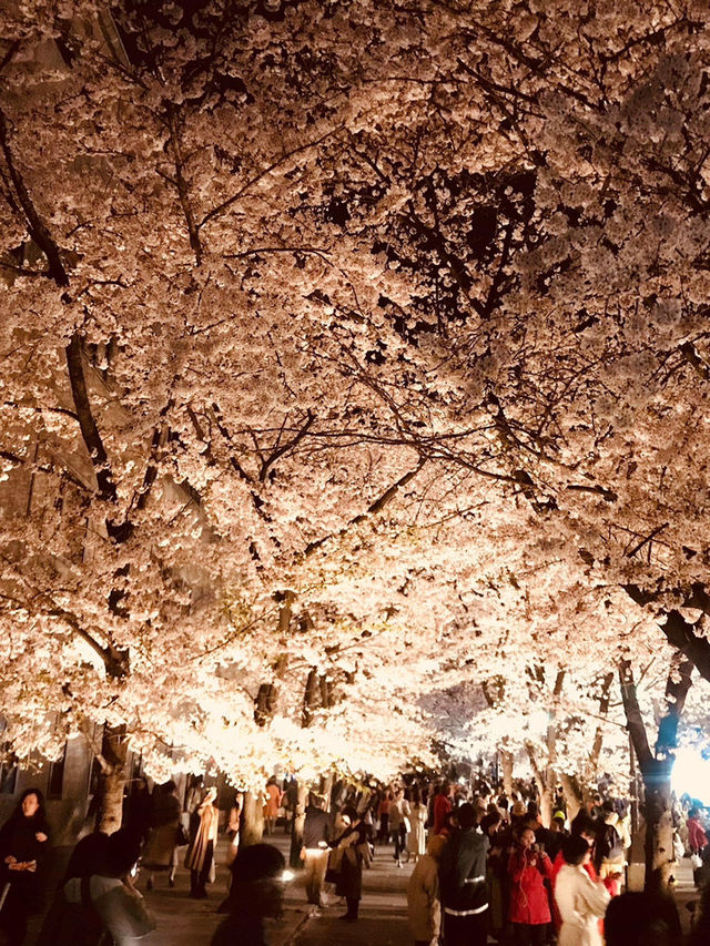 🌸 姬路城櫻花|粉雪飛舞的春日夢境 🌸 姬路城櫻花|粉雪飛舞的春日夢境