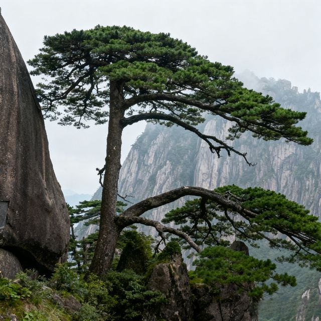 別再亂走！黃山3條經典路線實測，省時省力還能打卡90%美景