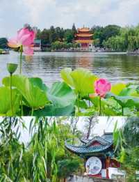昆明夏日頂流大觀樓荷塘美成莫奈花園