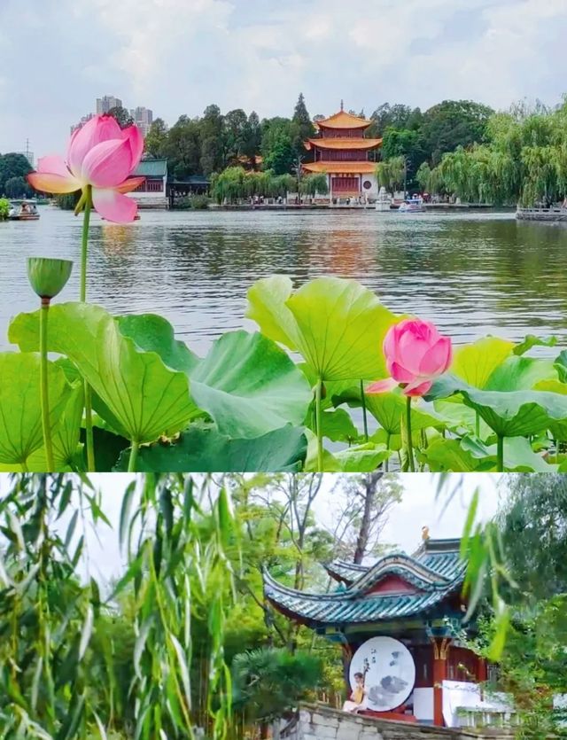 昆明夏日頂流大觀樓荷塘美成莫奈花園