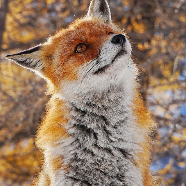 🇮🇹이탈리아 알페 데베레오, 야생 여우와의 뜻밖의 만남 🦊