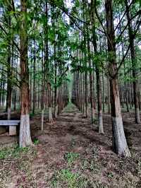 【河南省濮陽市】濮上園景區。