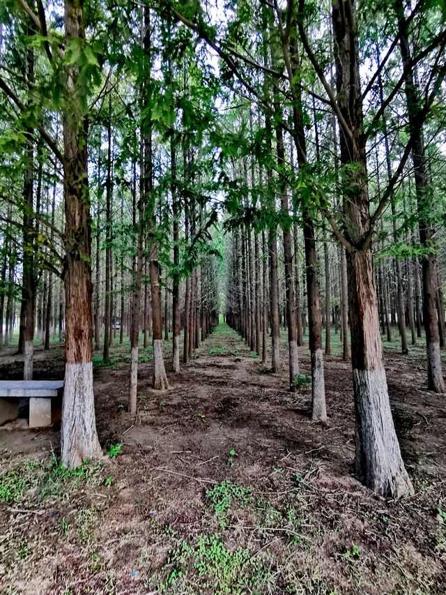 【河南省濮陽市】濮上園景區。
