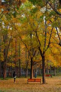 洛陽秋天所有的顏色都藏在隋唐植物園裡