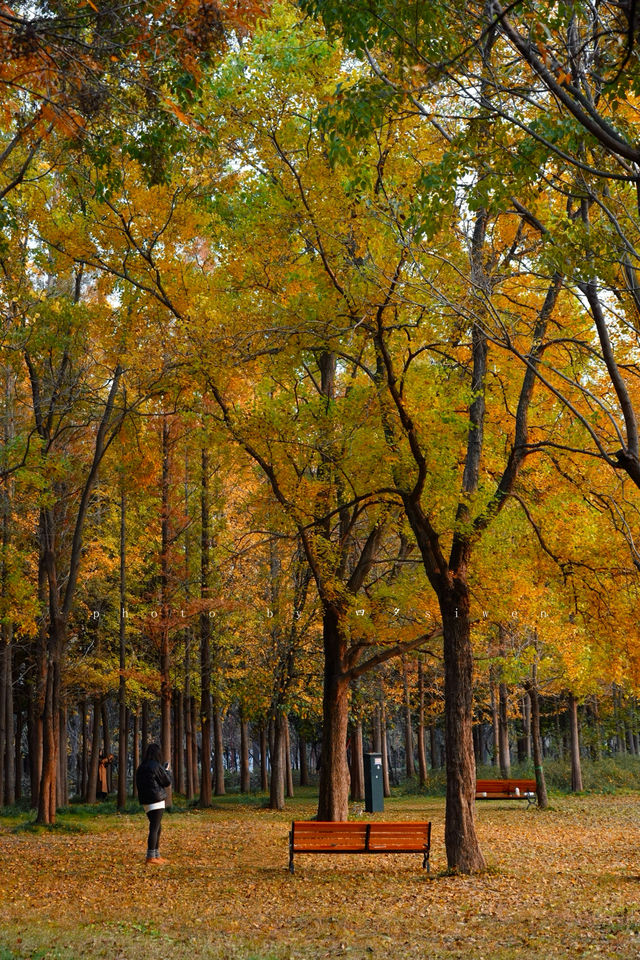 洛陽秋天所有的顏色都藏在隋唐植物園裡