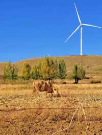 草原天路中段景色美極了,適合自駕遊