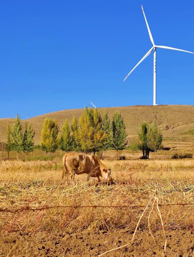 草原天路中段景色美極了,適合自駕遊 草原天路中段景色美極了,適合自駕遊