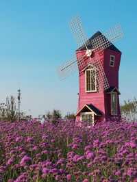 新鄉私藏！0.5h直達的紫色花海，治癒所有不開心