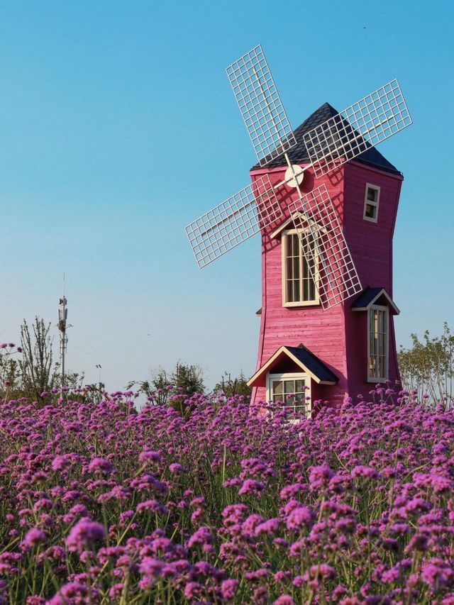 新鄉私藏！0.5h直達的紫色花海，治癒所有不開心