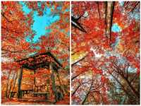 亞洲最漫長紅葉走廊｜2025終極賞秋攻略