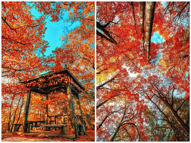 亞洲最漫長紅葉走廊｜2025終極賞秋攻略