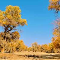 新疆胡楊林公園景區3天2夜5000元旅遊攻略