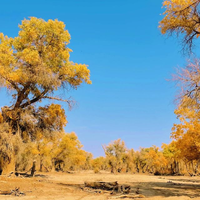 新疆胡楊林公園景區3天2夜5000元旅遊攻略