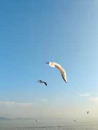 無錫鼋頭渚｜紅嘴鷗回歸季！這份觀鷗攻略請收好