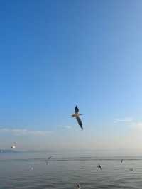 無錫鼋頭渚｜紅嘴鷗回歸季！這份觀鷗攻略請收好