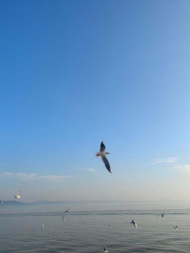 無錫鼋頭渚｜紅嘴鷗回歸季！這份觀鷗攻略請收好