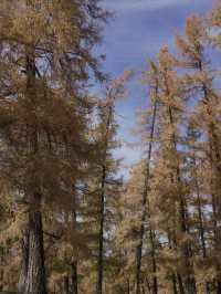 新疆喀納斯秋日童話遇見雪山松鼠的治癒時刻