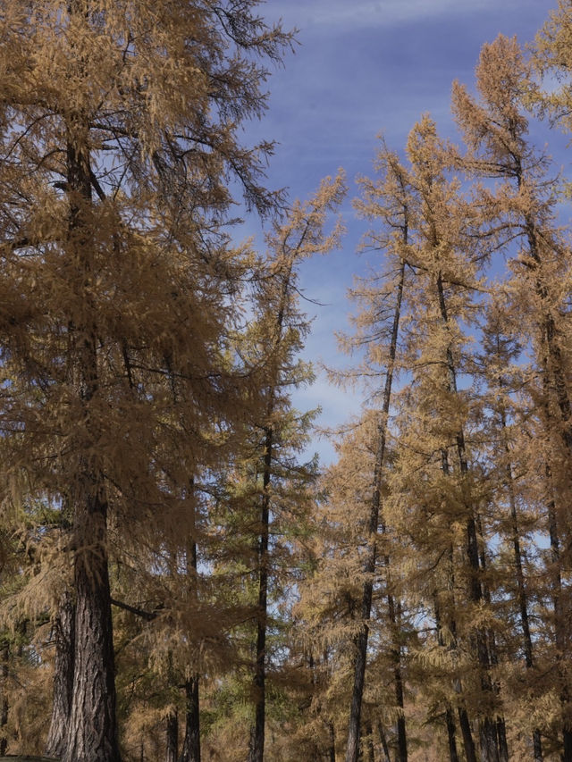 新疆喀納斯秋日童話遇見雪山松鼠的治癒時刻 新疆喀納斯秋日童話遇見雪山松鼠的治癒時刻